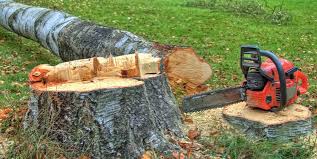 Best Tree Health Inspection  in Woodbury Heights, NJ
