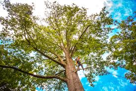Best Root Management and Removal  in Woodbury Heights, NJ