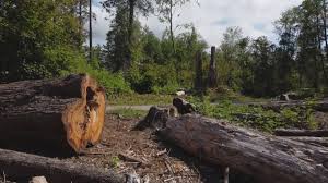  Woodbury Heights, NJ Tree Removal Pros