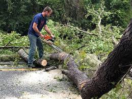 Best Tree Preservation Services  in Woodbury Heights, NJ