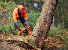 Best Lawn Maintenance Plans  in Woodbury Heights, NJ