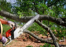 Best Tree Risk Assessment  in Woodbury Heights, NJ