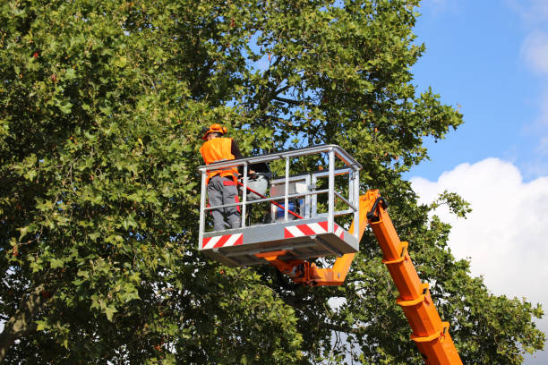 Best Storm Damage Tree Cleanup  in Woodbury Heights, NJ
