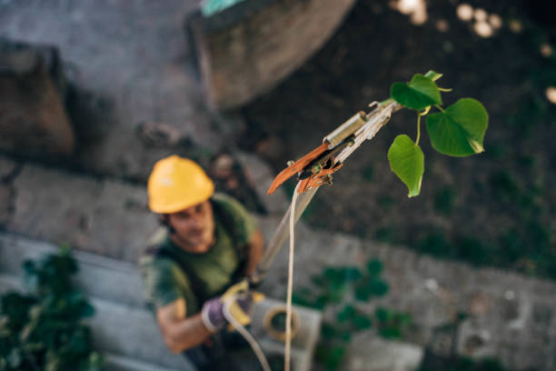 Best Commercial Tree Services  in Woodbury Heights, NJ