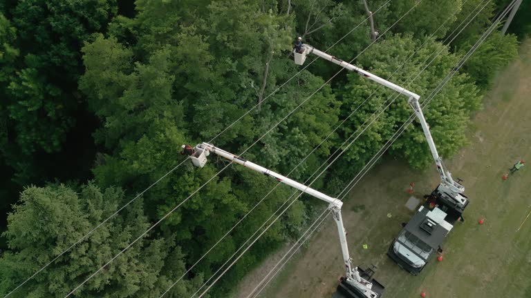 Best Tree Removal  in Woodbury Heights, NJ