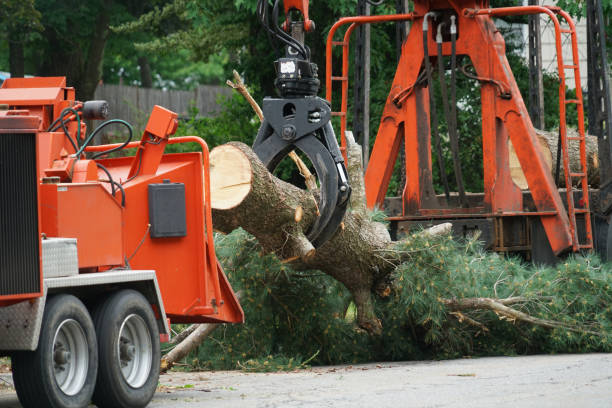 Best Fruit Tree Pruning  in Woodbury Heights, NJ