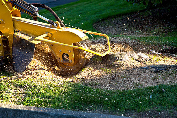Best Tree Trimming and Pruning  in Woodbury Heights, NJ
