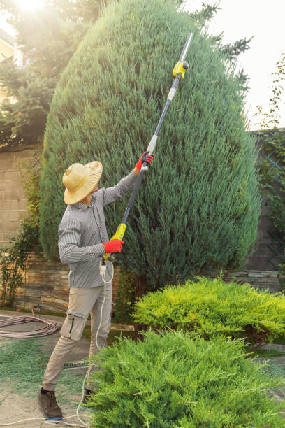 Best Lawn Grading and Leveling  in Woodbury Heights, NJ