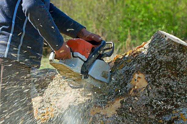 Best Hedge Trimming  in Woodbury Heights, NJ